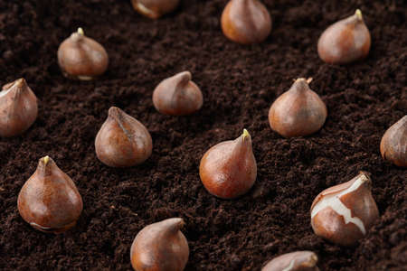 Planting tulip bulbs in soil, close up viewの写真素材
