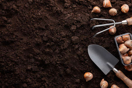 Planting tulip bulbs in soil with garden toolsの写真素材