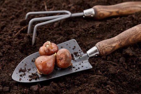 Planting tulip bulbs in soil, close up viewの写真素材