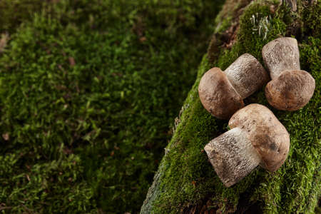 Brown cap boletus mushrooms on green moss backgroundの写真素材