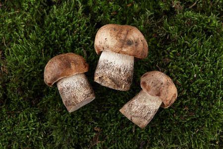 Brown cap boletus mushrooms on green moss backgroundの写真素材