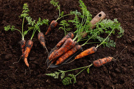 Fresh juicy carrots with greens in garden on soil backgroundの写真素材