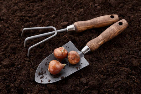 Planting tulip bulbs in soil with garden hand tools, close up viewの写真素材