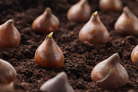 Neat rows of tulip bulbs in soil, close up viewの写真素材