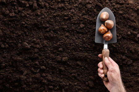Man's hand with garden trowel planting tulip bulbs in soil, copy spaceの写真素材