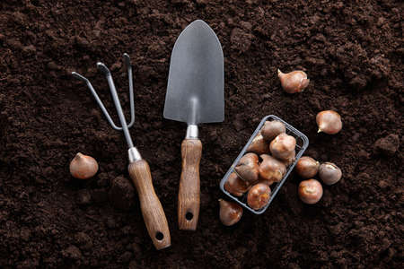 Tulip bulbs and garden tools on soil backgroundの写真素材
