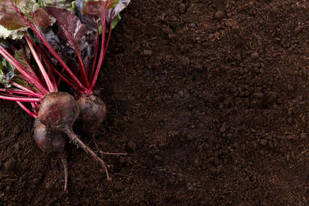 Fresh harvested beetroots. Organic beet on soil background.の写真素材