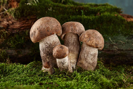 Brown cap boletus mushrooms in forest. Close up view, all in focus.の写真素材