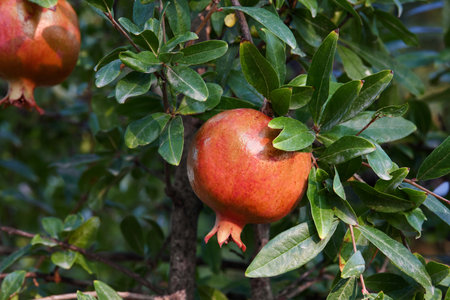 Ripe pomegranate fruits hanging on tree in gardenの写真素材