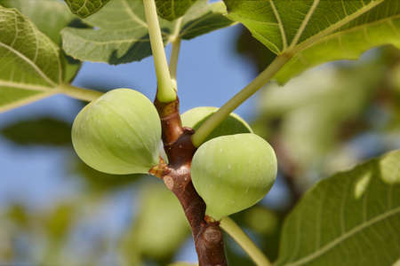 Green fig fruits growing on a tree in garden