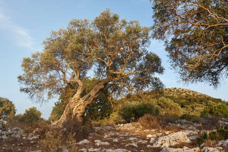 Old olive trees growing on Zakynthos island, Greeceの写真素材