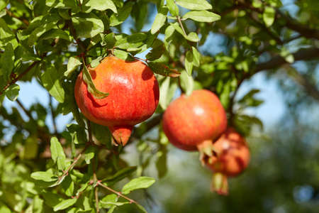 Ripe pomegranate fruits hanging on tree in gardenの写真素材