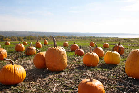 Pumpkin patch in sunny autumn dayの写真素材