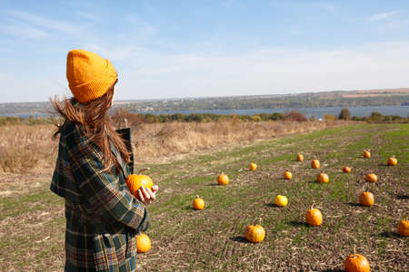 Woman walking in Halloween pumpkin patch in sunny dayの写真素材