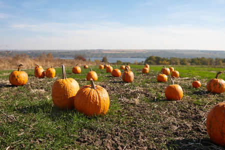 Pumpkin patch in sunny autumn dayの写真素材