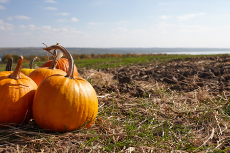 Orange pumpkins in field in sunny autumn dayの写真素材