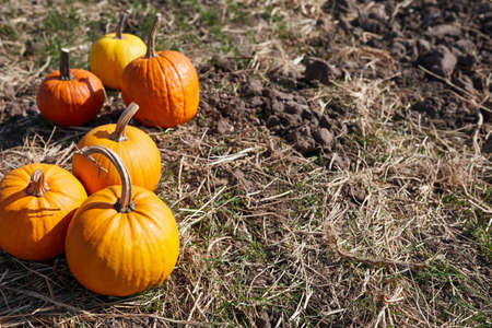 Orange pumpkins in field in sunny autumn dayの写真素材