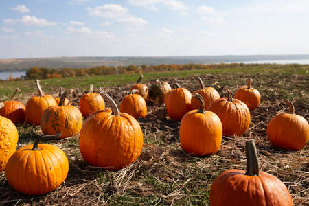 Pumpkin patch in sunny autumn day. Orange pumpkins outdoors.の写真素材