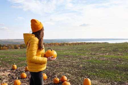 Woman in Halloween pumpkin patch field in sunny dayの写真素材
