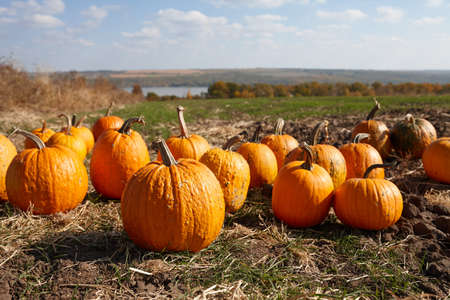 Pumpkin patch in sunny autumn day. Orange pumpkins outdoors.の写真素材