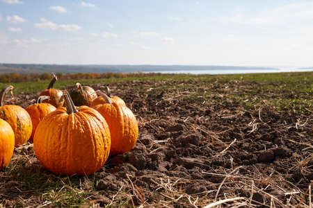 Pumpkin patch in sunny autumn day. Orange pumpkins outdoors, copy space.の写真素材