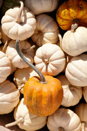 Cute little pumpkins in sunny autumn day. Halloween and Thanksgiving decoration.の写真素材