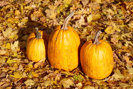 Orange pumpkins on autumn leaves background in sunny day. Halloween and Thanksgiving decoration.の写真素材