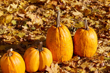 Orange pumpkins on autumn leaves background in sunny day. Halloween and Thanksgiving decoration.の写真素材