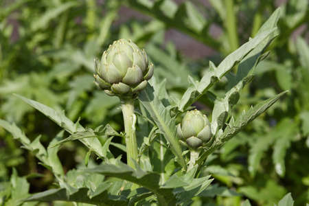 Green globe artichokes growing in a fieldの写真素材