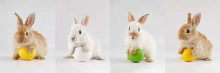 Collage of Easter bunny rabbits with colorful eggs. Holiday concept.の写真素材