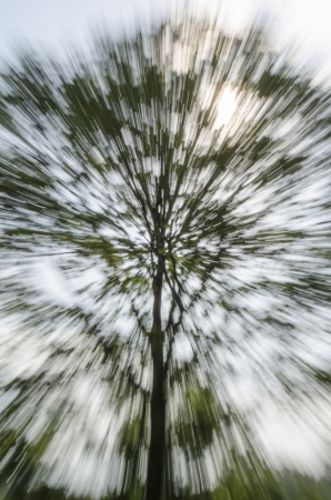 Zooming Treeの写真素材