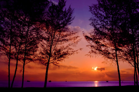 The Silhouette of Pine Tree During Sunrise at the indigo Sea Backgroundの写真素材
