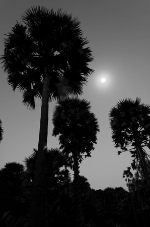 The Sugar Palm Tree under the Moon at night の写真素材