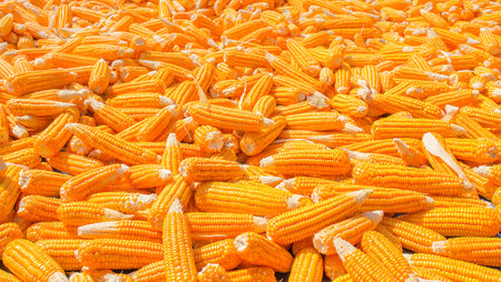 The peasantry pile the corn after hravest from field 