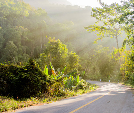 The Forest and Road with Sunbeam in the morning.の写真素材
