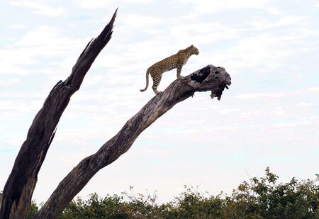leopard on a tree (botswana)