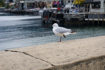 Seagull, Queenstown, New Zealandの写真素材