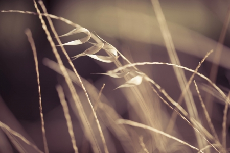 Soft Summer Grassの写真素材