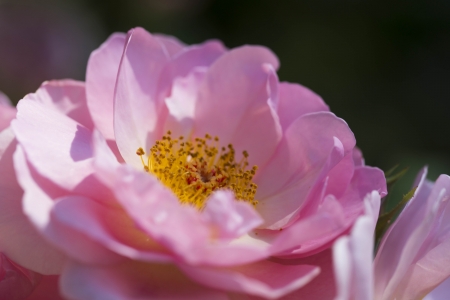 Beautiful Roseの写真素材