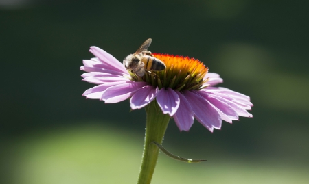 Flower and beeの写真素材