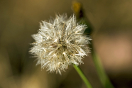 Dandelion - make a wishの写真素材