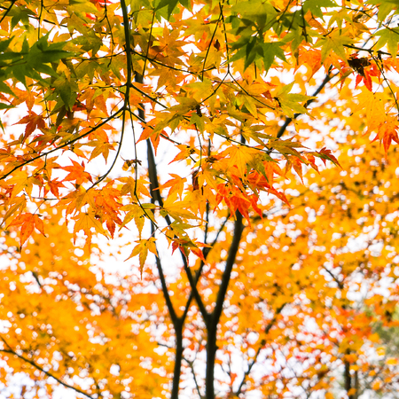 Colored Japanese maple leaf