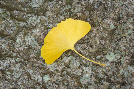 Yellow ginkgo leaves on the stone backgroundの写真素材