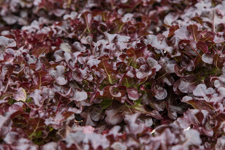 Organic vegetables in the hydroponic farm, Red Lettuceの写真素材