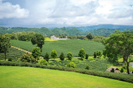 Chiang Rai, Thailand - july 9, 2016. Scenery of Choui Fong Tea Plantation at Mae Salong Mountain in the morning light. It is one of the tourists destination in Chiang Rai province.のeditorial素材
