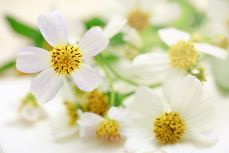 Wild grass flower, macro shotの写真素材
