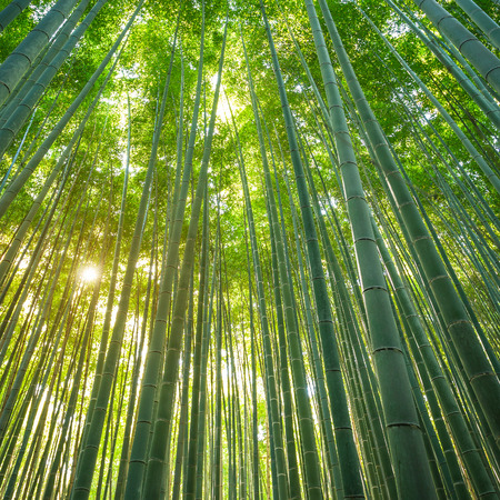Bamboo forest in Arashiyama, Kyoto, Japanの写真素材