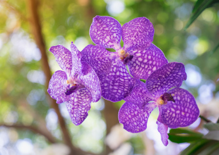 orchids flowers in garden, close up shot
