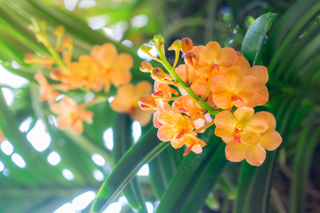 orchids flowers in garden, close up shotの写真素材