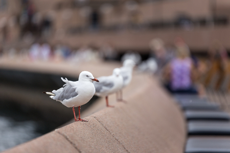 Seagulls at Sydney Opera Houseの写真素材